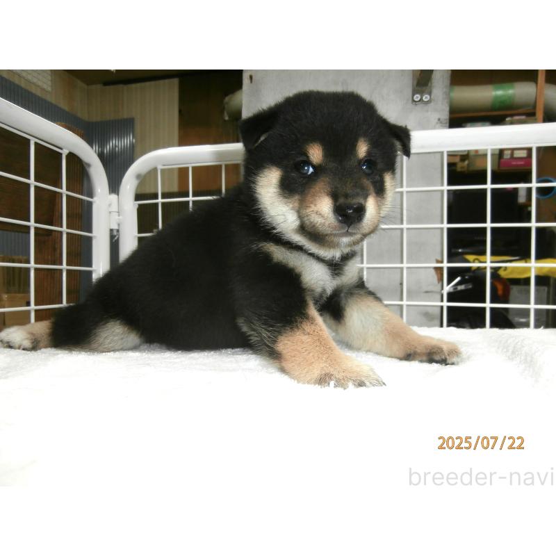 販売中の大阪府の柴犬-401418の2枚目